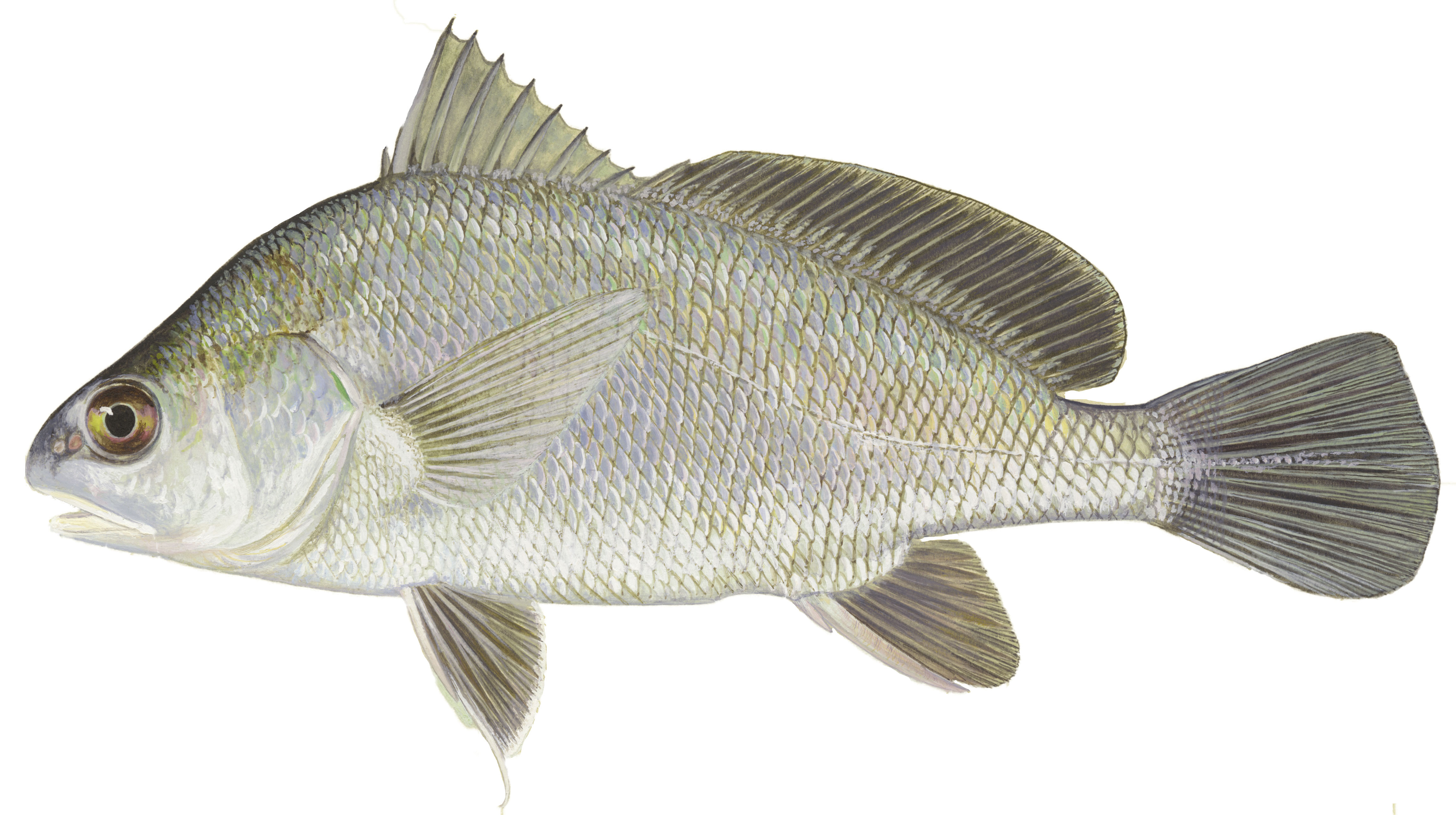 Freshwater Drum